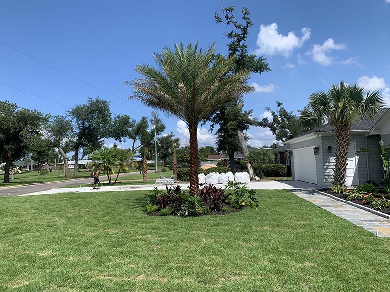 Panama City Palm Tree Installation Services Palm Brothers (850) 2150321